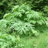 Giant Hogweed